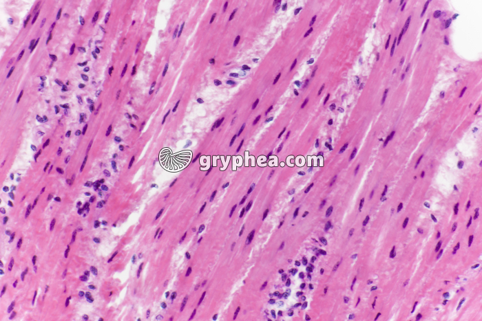 Fibres musculaires lisses x100 - gryphea.com